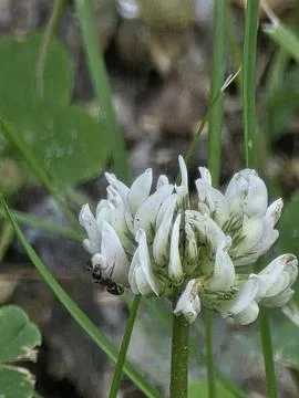 Small black ant crawling on a blooming white clover flower close-up. Stock Photos