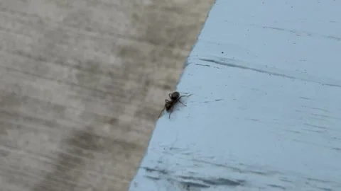 Small black ant crawling on blue wood detail Stock Footage 331882946