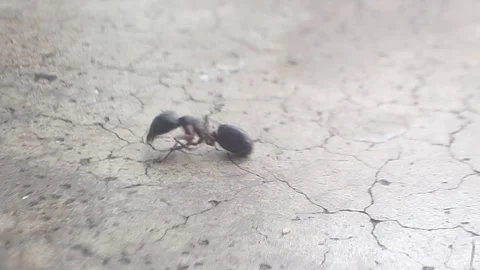 Small black ant crawling on the ground, showcasing its segmented body Stock Footage 270345688