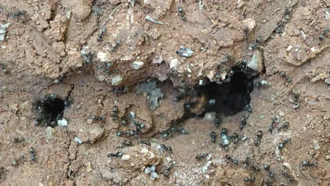 Small Black Ants in Action Stock Footage 307601528