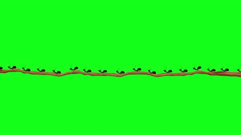 Small Black Ants on a Branch in Seamless Loop Alpha Channel Stock Footage 161317777