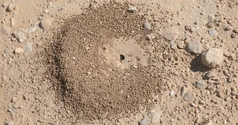 Small black ants builds a anthill Stock Footage 104271475