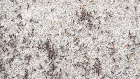 Small black ants close up Stock Footage 76033468