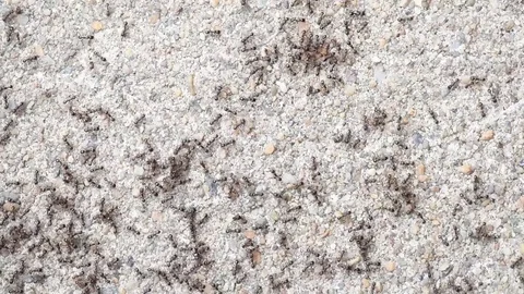 Small black ants close up Stock Footage 76033471