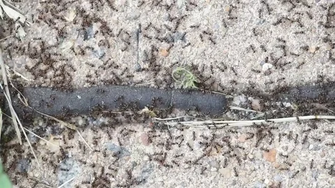 Small black ants close up Stock Footage 76033472