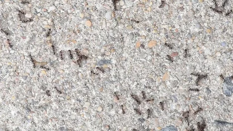 Small black ants close up Stock Footage 76033474