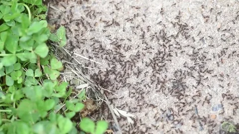 Small black ants close up Stock Footage 76033480