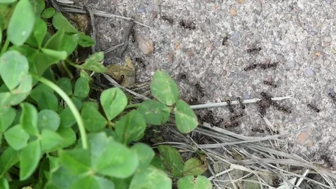 Small black ants close up Stock Footage 76033482