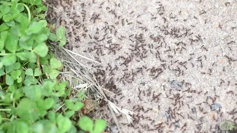 Small black ants close up Stock Footage 76033492