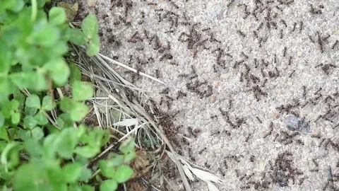 Small black ants close up Stock Footage 76033495
