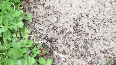 Small black ants close up Stock Footage 76033496
