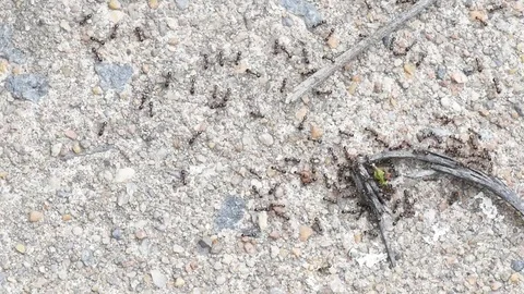 Small black ants close up Stock Footage 76055692