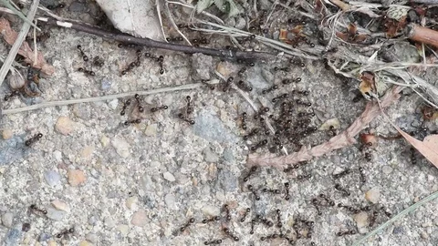 Small black ants close up Stock Footage 76055695