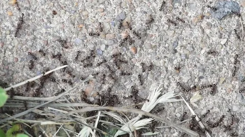 Small black ants close up Video stock 76055696