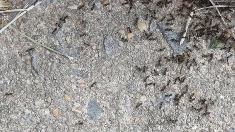 Small black ants close up Stock Footage 76055697