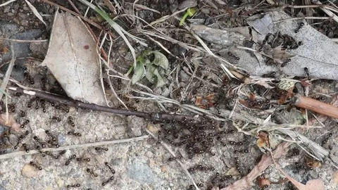 Small black ants close up Stock Footage 76055698