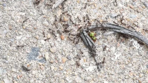 Small black ants close up Stock Footage 76055701
