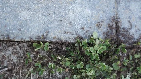 Small black ants on concreate and grass Stock Footage 88597867