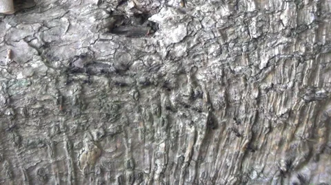 Small Black Ants Stock Footage 33786098