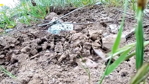 Small black ants Stock Footage 129524300
