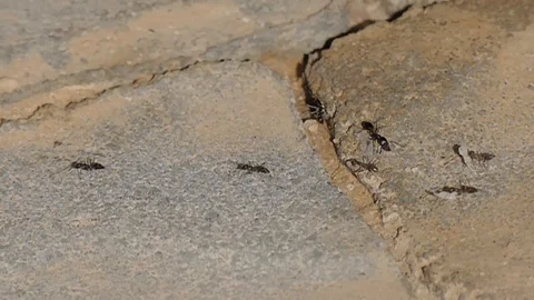 Small black ants migrate their larvae to a new anthill Stock Footage 90224449