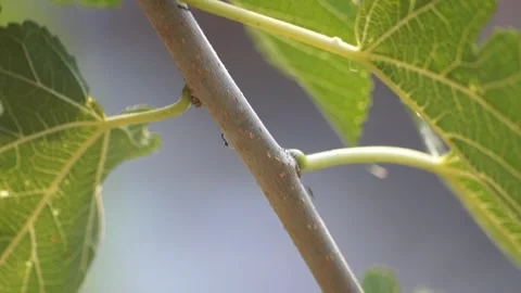 Small Black Ants Walking Along A Tree Branch Among Green Leaves Stock Footage 345165745
