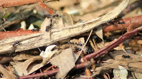 Small black ants walking on forrest ground Stock Footage 5088213