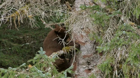 Small Black Bear Carefully Clambers Down Spruce Tree Stock Footage 108234810