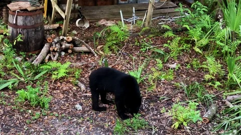 A small black bear foraging for food in the everglades of Florida. Stock Footage 101267766