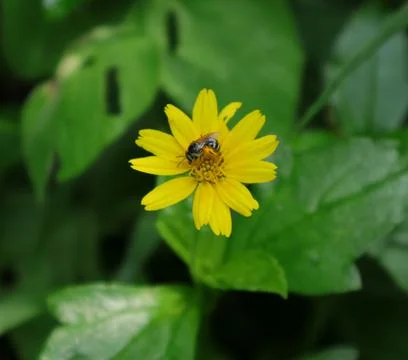 A small black bee feeds on a pollen of yellow tickseed flower 스톡 사진