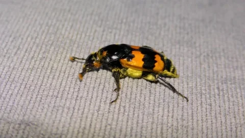 Small  Black Beetle Climbs Up a the grey sofa Stock Footage 156594387