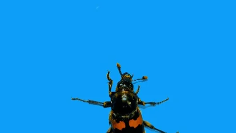 Small  Black Beetle Climbs Up a Perpendicular Blue Wall Stock Footage 156594458
