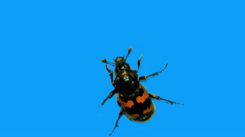 Small  Black Beetle Climbs Up a Perpendicular Blue Wall Stock Footage 156594487