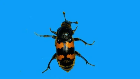 Small  Black Beetle Climbs Up a Perpendicular Blue Wall Stock Footage 156594497