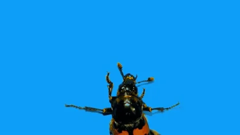 Small  Black Beetle Climbs Up a Perpendicular Blue Wall Stock Footage 156594513