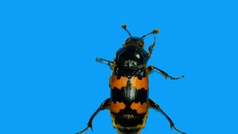 Small  Black Beetle Climbs Up a Perpendicular Blue Wall Stock Footage 156594518