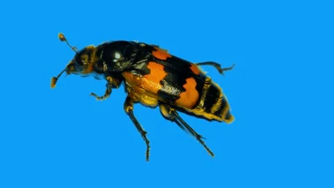 Small  Black Beetle Climbs Up a Perpendicular Blue Wall Stock Footage 156594528