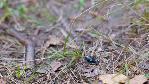 Small black beetle crawls through grass and leaves Stock Footage 342711239
