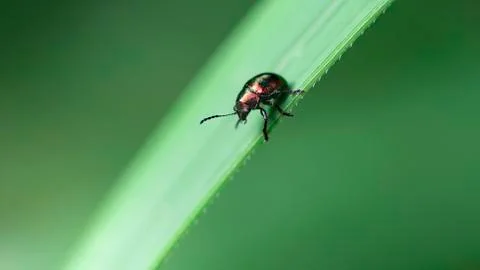 Small black beetle on a leaf, macro photography, little but strong insect Stock Photos
