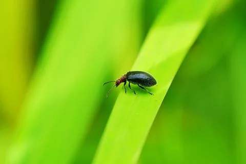 A small black beetle with a reddish head  Stock Photos