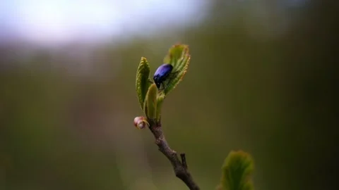 Small black beetle on a single leaf at the top of a branch in close-up 動画素材 235659752