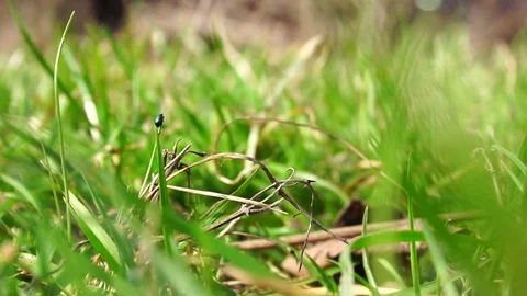 A small black beetle sits on a grass lawn. Slow motion Stock Footage 74362724