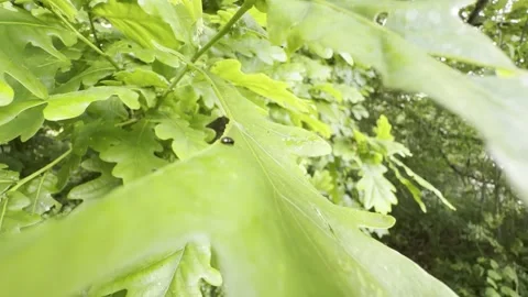 Small black beetle walking on oak leaf Stockbeeldmateriaal 335541080