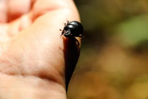 A small black beetle will sing on the man's arm. Stock Photos