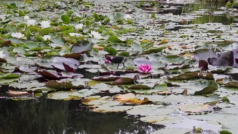A small black bird chick walking on lily pads among white and pink water lilies Stock Footage 311214064
