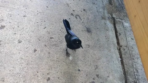 Small black bird on a paved sidewalk puerto rico ( Greater Antillean Grackle) Video stock 276804244