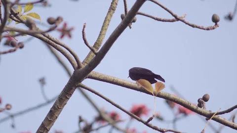 Small black bird perched on a blossoming tree branch in spring season Stock Footage 342022299