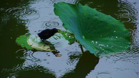 Small Black Bird Standing on Large Green Lotus Leaf in Rainy Pond 動画素材 336529682