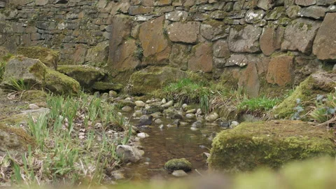 A small black bird that washes in the water. Nice nature. Stock Footage 268758066