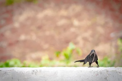 Small black bird with worm Stock Photos